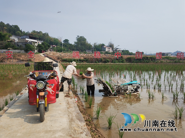 装置机插秧（曾佐然摄）.jpg