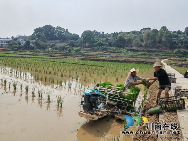 水稻制种大户在机插秧苗（曾佐然摄）.jpg