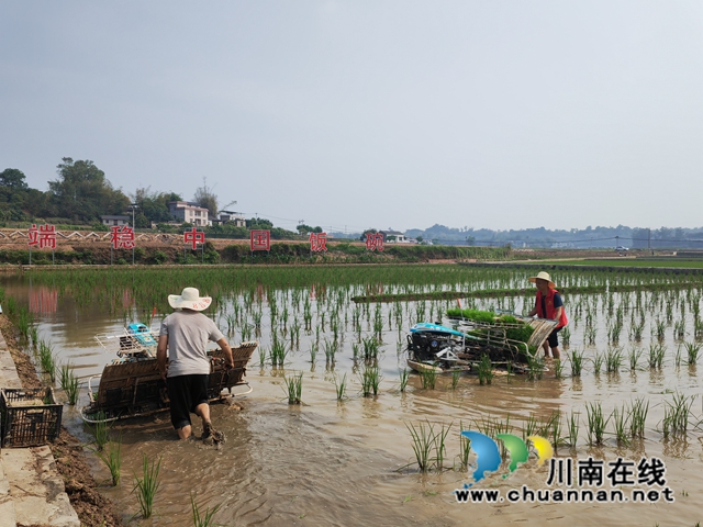 泸县机插水稻制种母本秧苗（曾佐然摄）.jpg