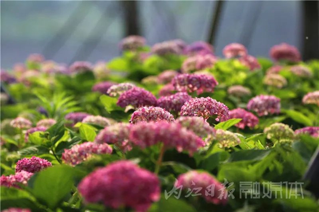 快来看!内江大自然“抛”绣球了(图6) 6.jpg