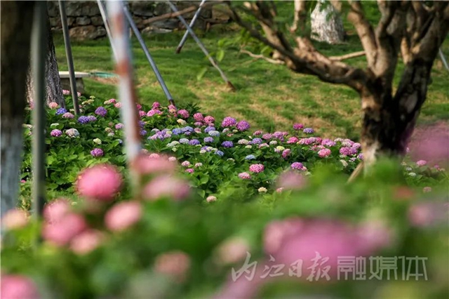 快来看!内江大自然“抛”绣球了(图5) 5.jpg