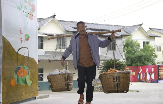 纳溪天仙镇:花式做精枇杷产业 壮大乡村经济(图1) 1.jpg