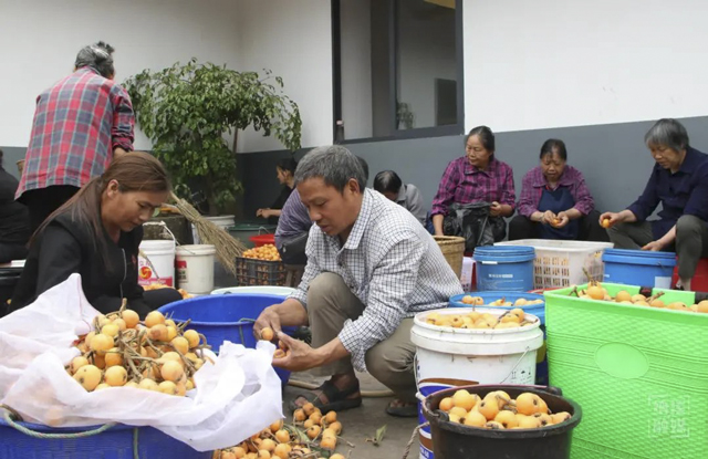 纳溪天仙镇:花式做精枇杷产业 壮大乡村经济(图2) 2.jpg