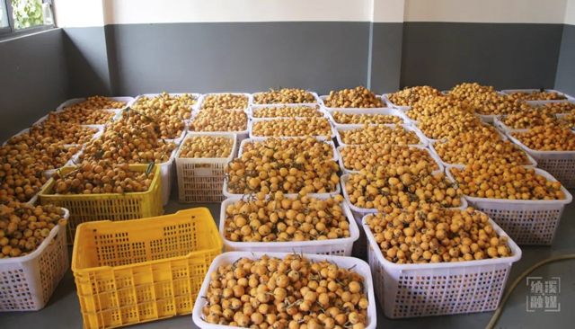 纳溪天仙镇:花式做精枇杷产业 壮大乡村经济(图3) 3.jpg