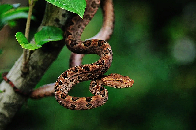 【警惕】泸州多人接连被蛇咬伤！