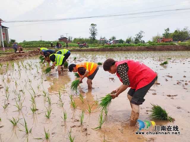 长兴镇巾帼志愿服务队正在为劳动力不足的农户提供上门移栽秧苗志愿服务-1.jpg