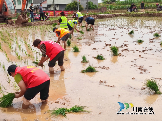 长兴镇巾帼志愿服务队正在为劳动力不足的农户提供上门移栽秧苗志愿服务-2.jpg