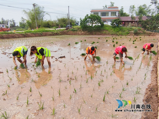长兴镇巾帼志愿服务队正在为劳动力不足的农户提供上门移栽秧苗志愿服务-3.jpg