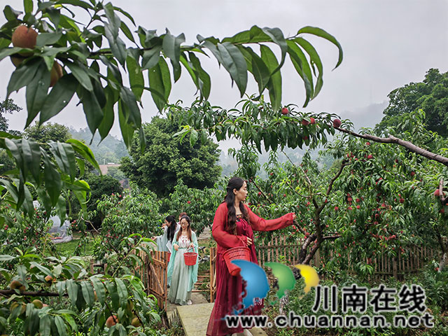 游客采摘桃子2（曾佐然摄）.jpg