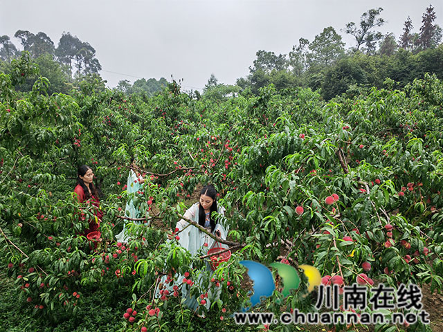 游客采摘桃子（曾佐然摄）.jpg