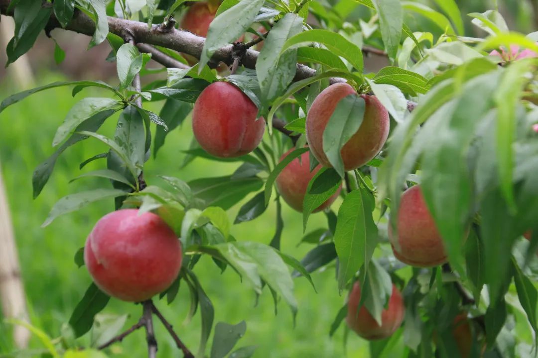 黄金蜜桃抢先成熟丨有定位有电话