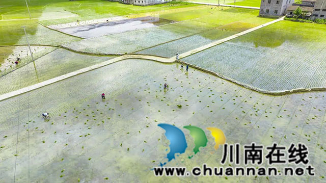 稻田染新绿!古蔺高标准农田插秧忙……(图2) 640.jpg