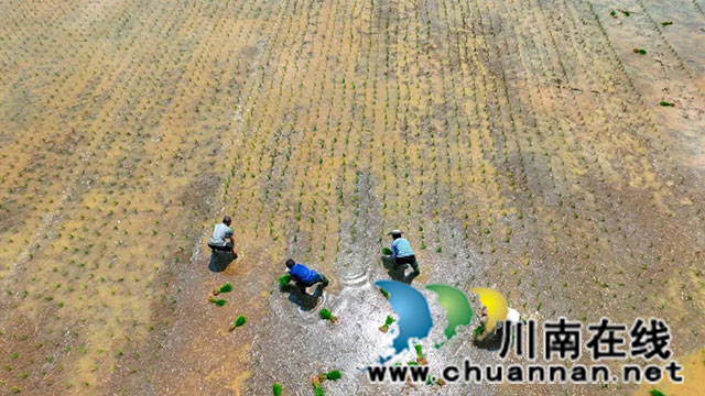 稻田染新绿!古蔺高标准农田插秧忙……(图3) 3.jpg