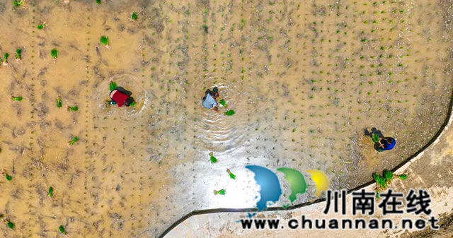 稻田染新绿!古蔺高标准农田插秧忙……(图4) 4.jpg