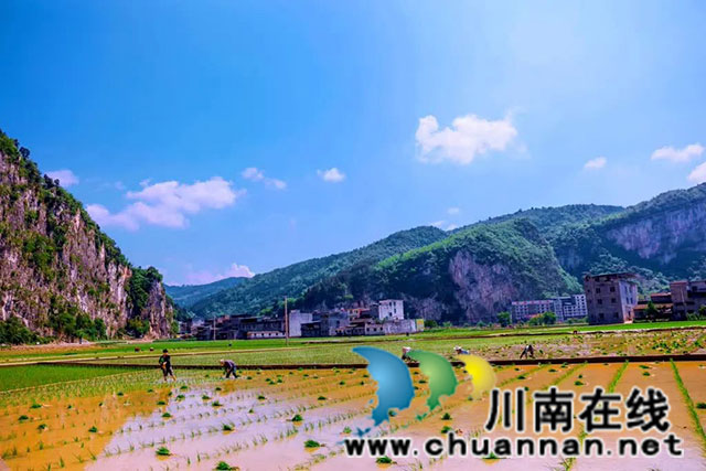 稻田染新绿!古蔺高标准农田插秧忙……(图5) 5.jpg