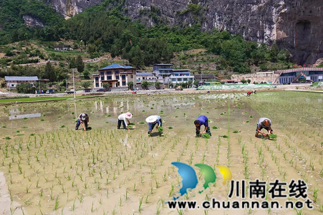 稻田染新绿!古蔺高标准农田插秧忙……(图6) 6.jpg