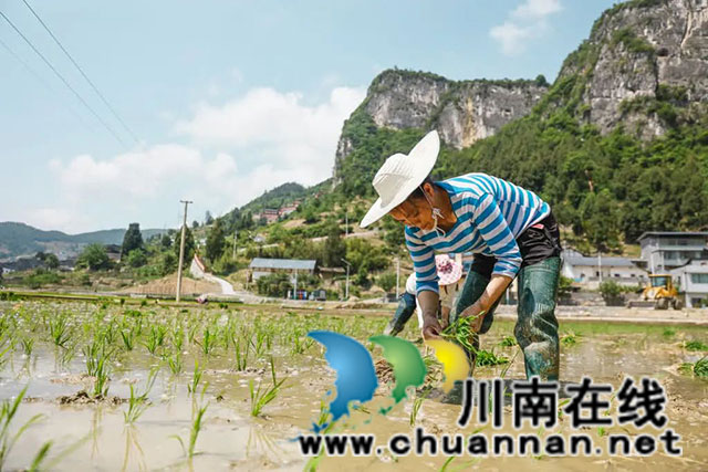 稻田染新绿!古蔺高标准农田插秧忙……(图8) 8.jpg