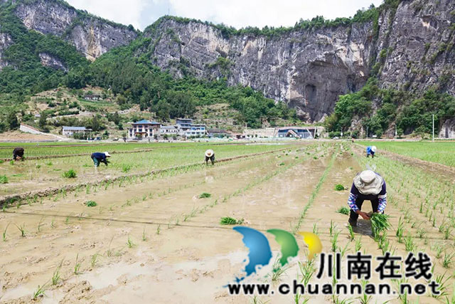 稻田染新绿!古蔺高标准农田插秧忙……(图7) 7.jpg