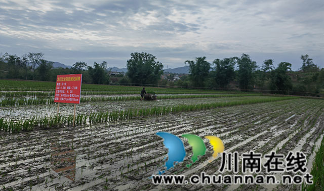 机插秧（曾佐然摄）.jpg