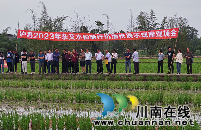 泸县杂交水稻制种机插秧现场观摩会（曾佐然摄）.jpg