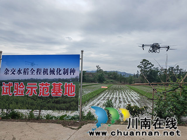 无人机施肥（曾佐然摄）.jpg