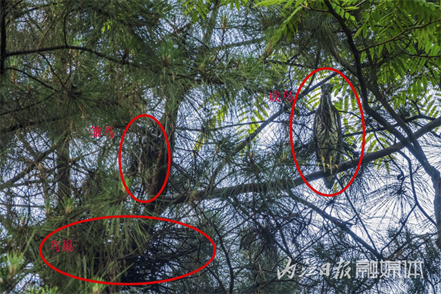 内江人悉心照料18天,“世界上最神秘的鸟”回家了——(图8) 8.jpg