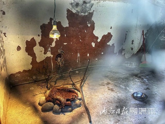 内江人悉心照料18天,“世界上最神秘的鸟”回家了——(图9) 9.jpg