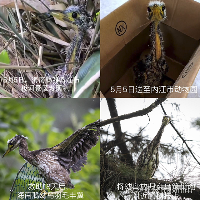 内江人悉心照料18天,“世界上最神秘的鸟”回家了——(图1) 1.jpg