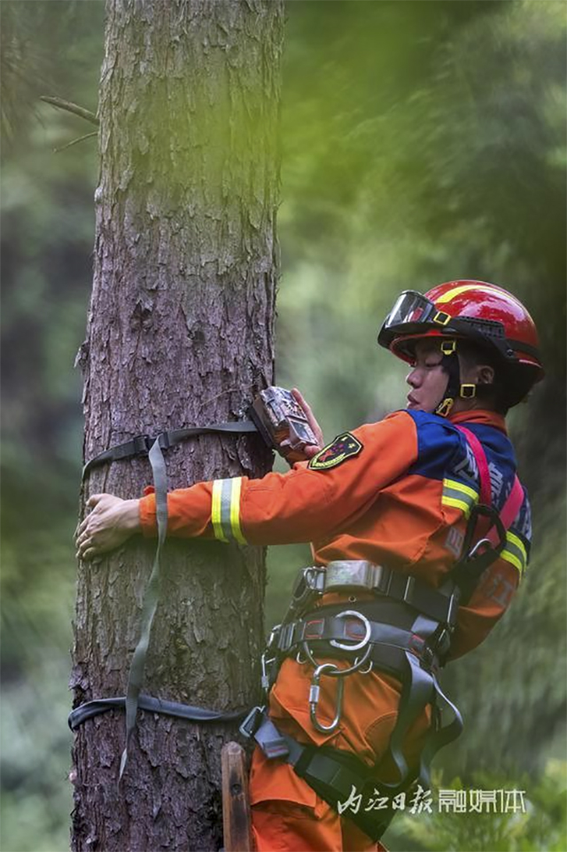 内江人悉心照料18天,“世界上最神秘的鸟”回家了——(图3) 3.jpg