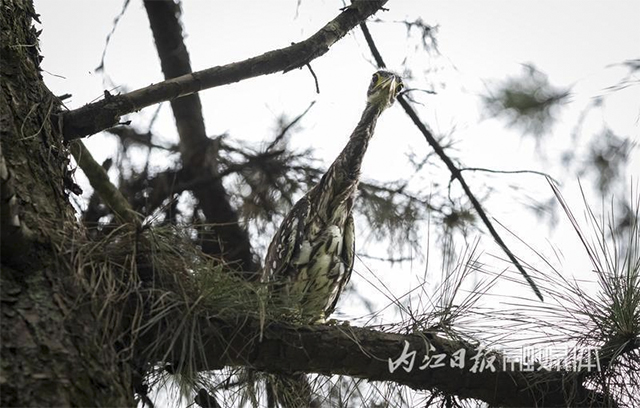 内江人悉心照料18天,“世界上最神秘的鸟”回家了——(图7) 7.jpg