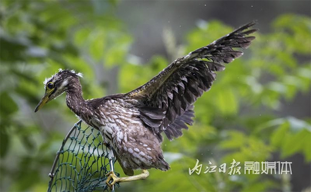 内江人悉心照料18天,“世界上最神秘的鸟”回家了——(图6) 6.jpg