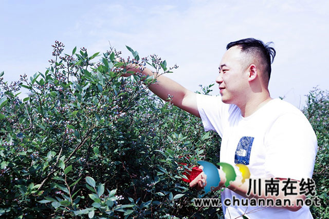 3.游客们忙碌地穿梭于蓝莓丛间，将圆滚滚、蓝油油的新鲜蓝莓采摘下来轻轻放进采摘篮中。“8点就来了，再过会儿就很晒了，我要在烈日高照之前，把这‘如意果’带回家给我姐姐尝鲜。”游客李啸宇说。对于蓝莓的味道，他又评价道，酸中有甜，甜中有酸，酸酸甜甜，香味十足。.jpg