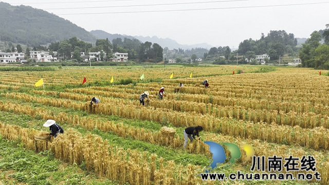 古蔺皇华:田间割麦忙 “测”出幸福粮(图1) 1.jpg