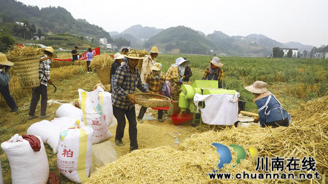 古蔺皇华:田间割麦忙 “测”出幸福粮(图2) 2.jpg