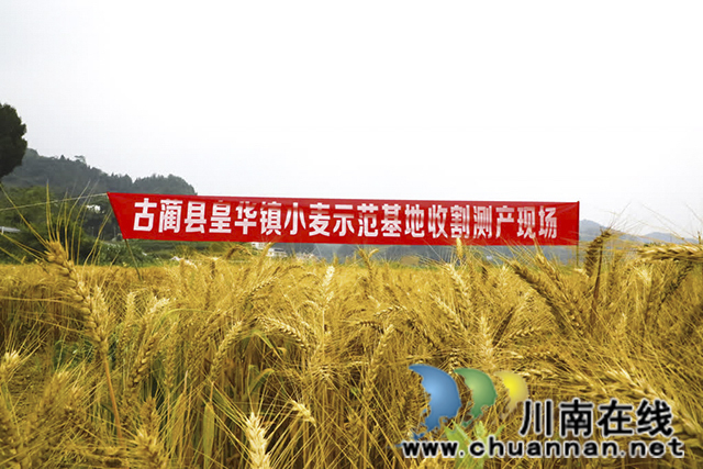 古蔺皇华:田间割麦忙 “测”出幸福粮(图3) 3.jpg