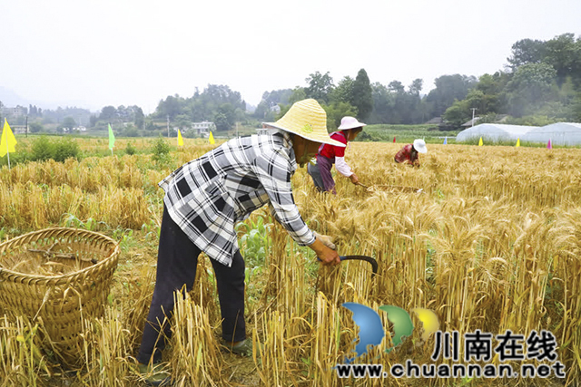 古蔺皇华:田间割麦忙 “测”出幸福粮(图4) 4.jpg