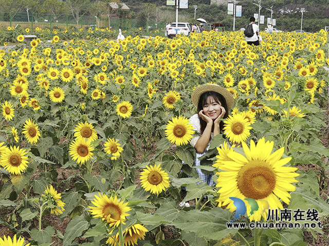 泸州龙马潭:向日葵花开醉游人(图2) 3O7A1650.jpg