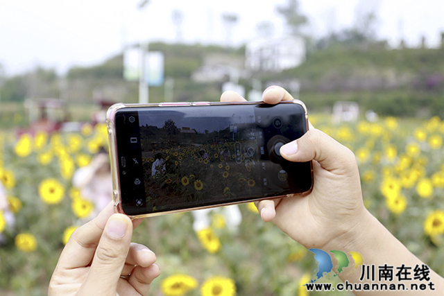 泸州龙马潭:向日葵花开醉游人(图3) 3O7A1692.jpg