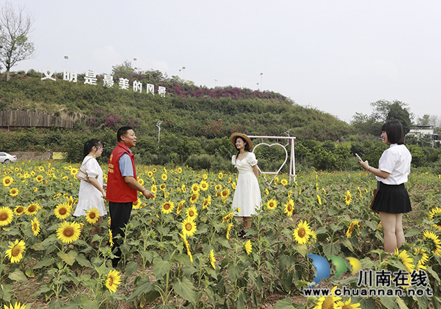 泸州龙马潭:向日葵花开醉游人(图4) 3O7A1703.jpg