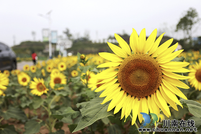 泸州龙马潭:向日葵花开醉游人(图5) 3O7A1655.jpg