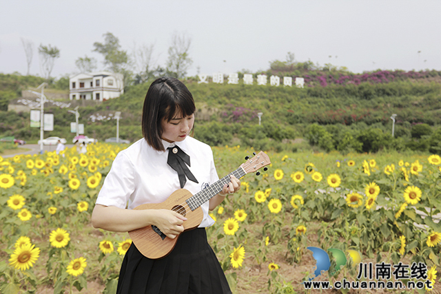 泸州龙马潭:向日葵花开醉游人(图1) 3O7A1699.jpg