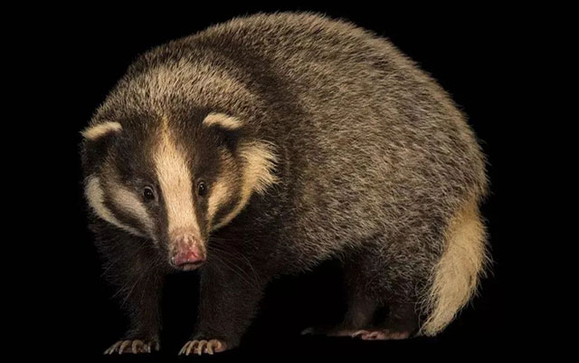 脑袋大脖子粗，夜间作案！警察放了还喊快跑……