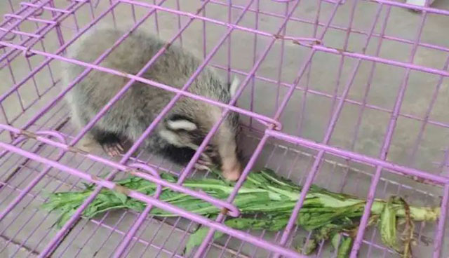 脑袋大脖子粗,夜间作案!警察放了还喊快跑……(图3) 3.jpg