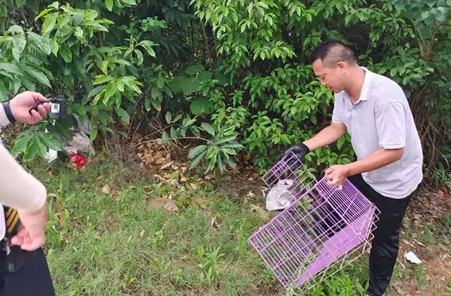 脑袋大脖子粗,夜间作案!警察放了还喊快跑……(图5) 5.jpg