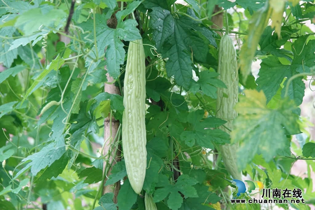 古蔺:县城周边有个“高山蔬菜村”(图15) 微信图片_20230609165407.jpg