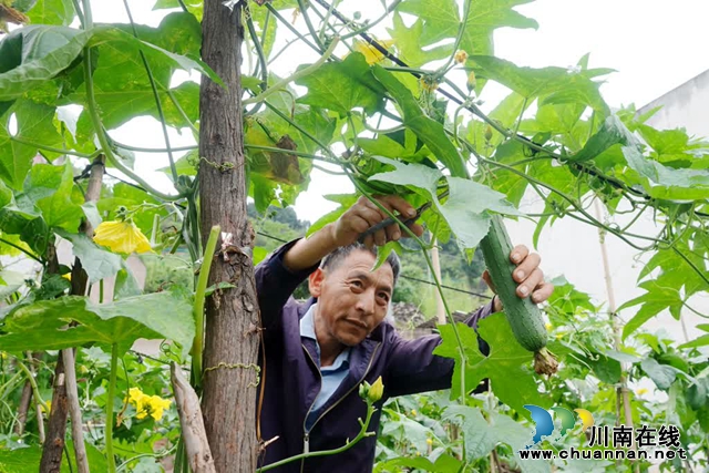 古蔺:县城周边有个“高山蔬菜村”(图6) 微信图片_20230609165247.jpg