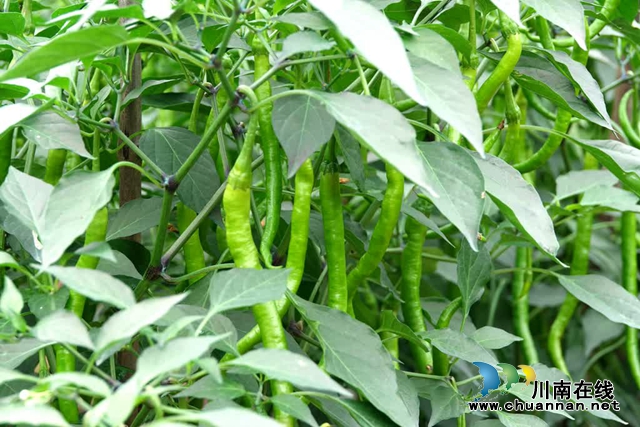 古蔺:县城周边有个“高山蔬菜村”(图9) 微信图片_20230609165306.jpg