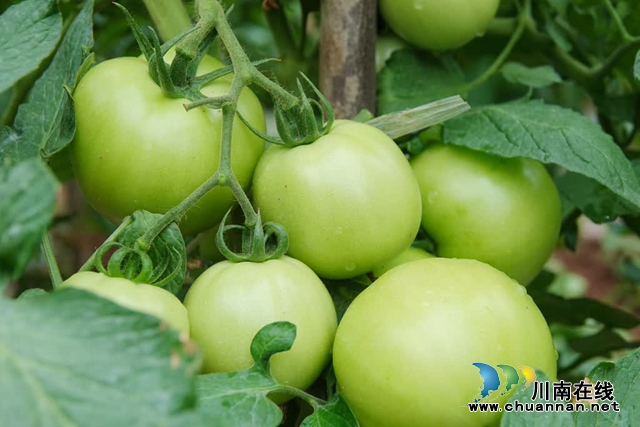 古蔺:县城周边有个“高山蔬菜村”(图12) 微信图片_20230609165330.jpg