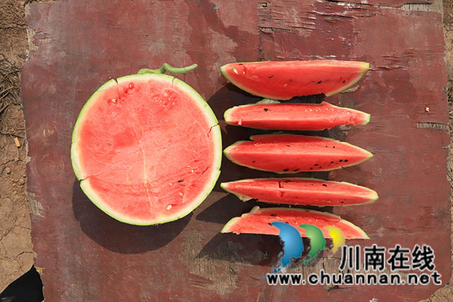 4.伴着“咔”的一声清脆，新采摘的西瓜被切成两半，鲜红的瓜瓤汁液饱满、清香四溢。.JPG