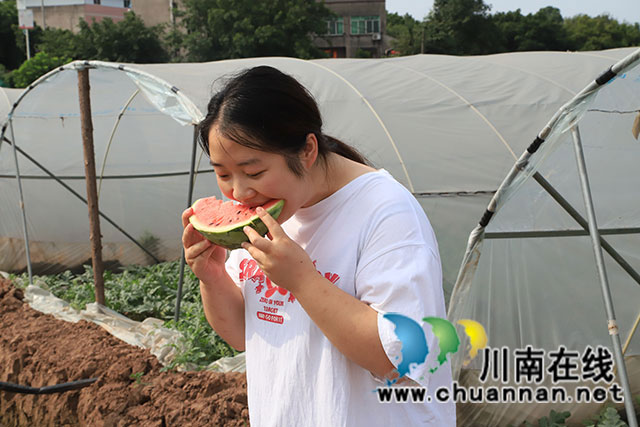6.西瓜皮薄如纸、味甜如蜜,品尝过的人们总是会流连忘返,赞口不绝。.JPG